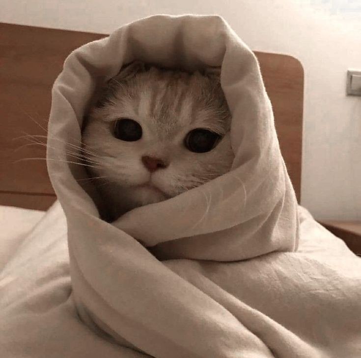 #البتاعه دى على أد ماهى كيوت بس بخاف منها بشكل..جباره البتاعه دى😂