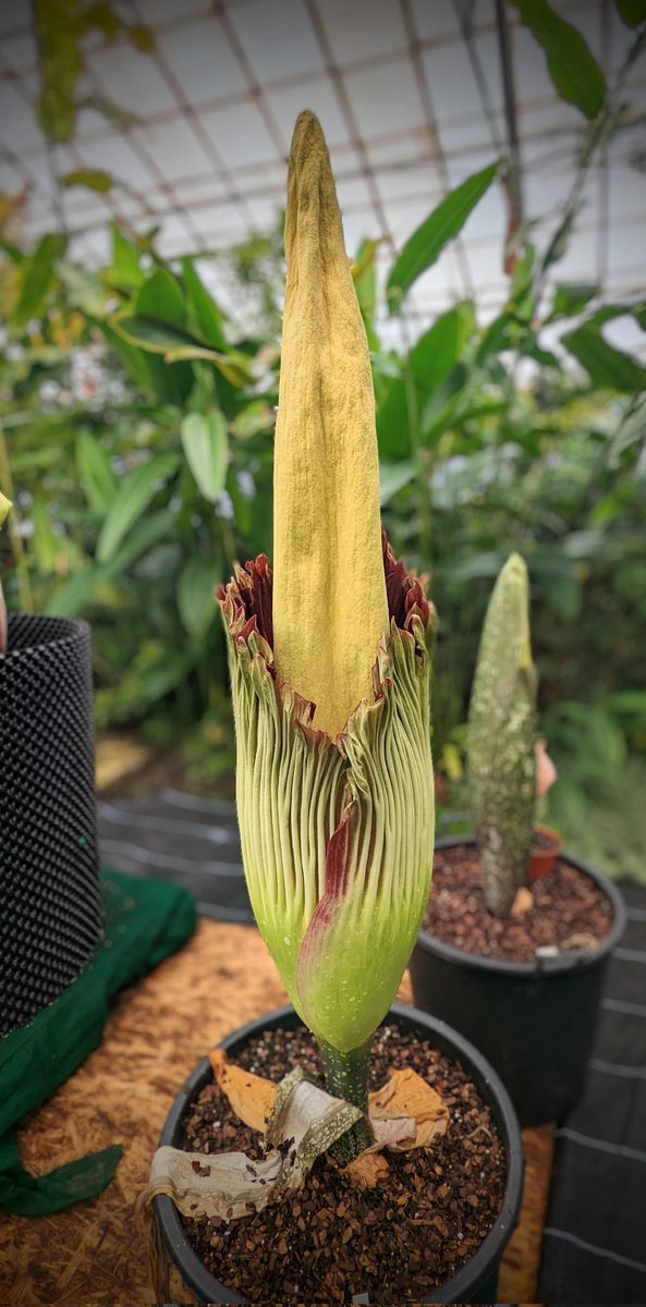 Guess who's already on track to open tonight? 🤯 Wee Reekie has surprised myself and my minions. I couldn't be prouder of the little sneak! 😁 And hey... What's that in the background 😱 #WeeReekie #Amorphophallus #TitanArum #OpeningNight #TitansAllTheWayDown