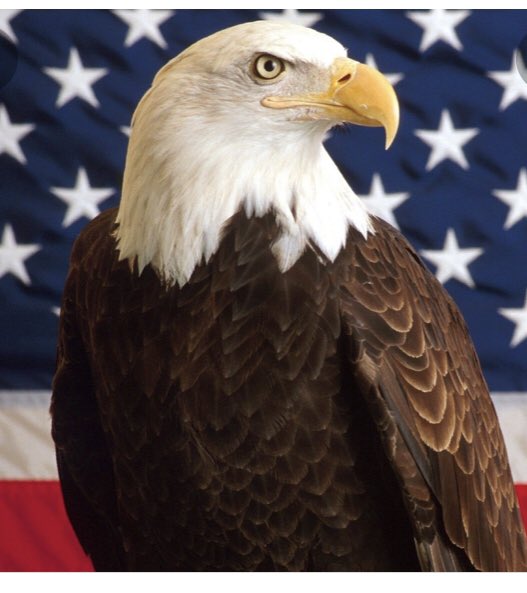 Happy 4th of July!
#IndependenceDay