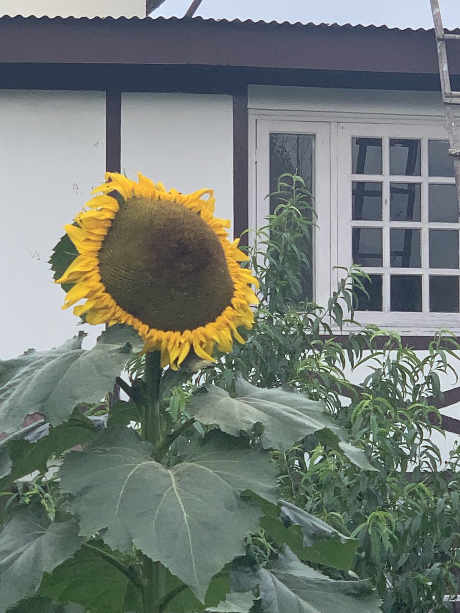 mauzzis's tweet photo. Sunflower https://t.co/basYs8vENL