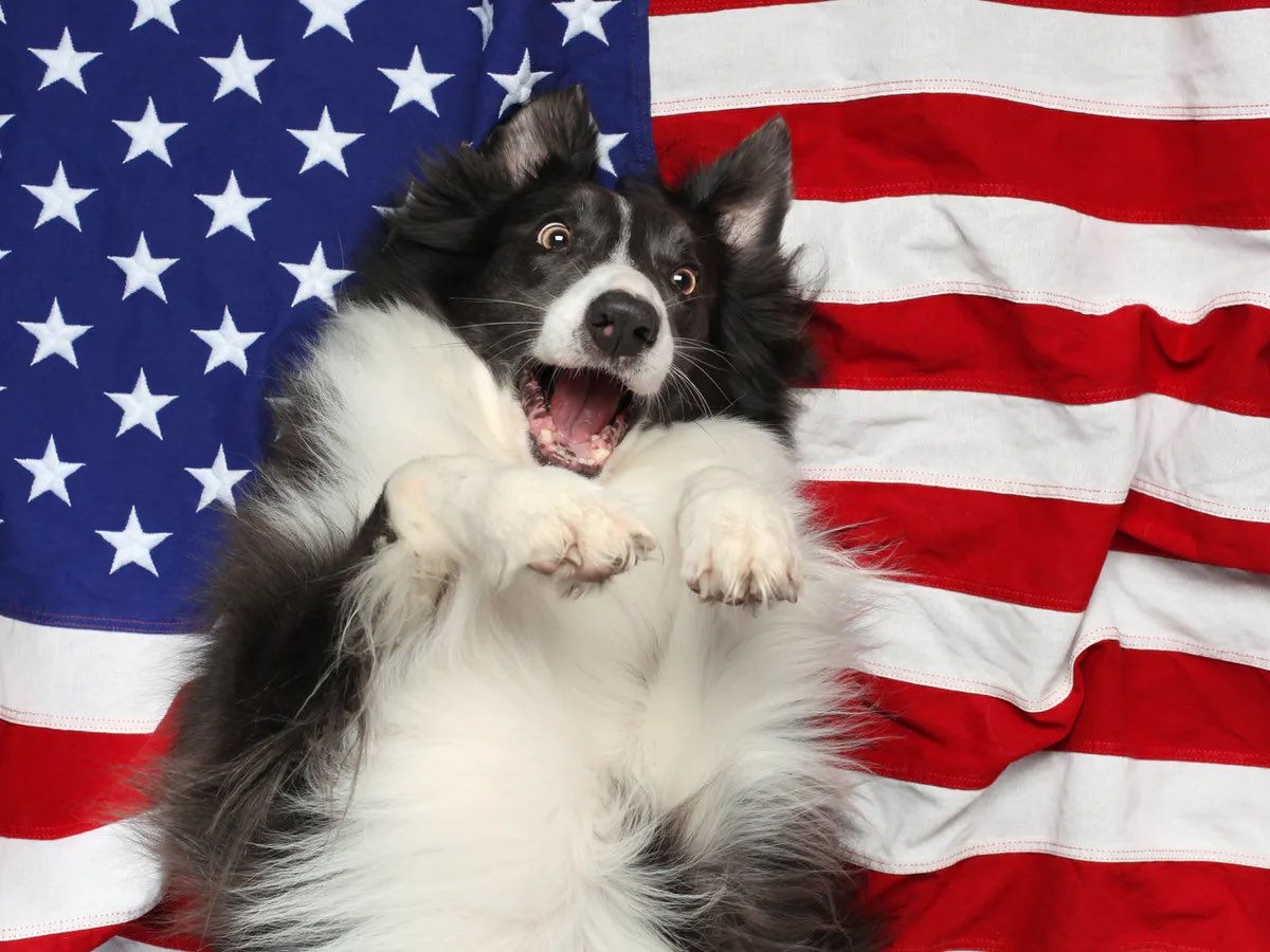 Happy Fourth of July from your friends at k9xball.com!