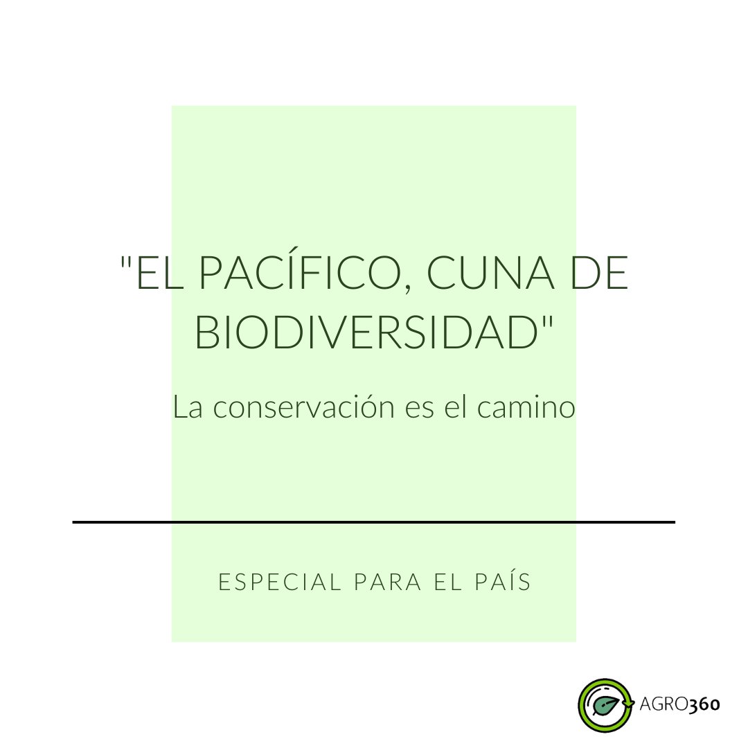 "El Presidente Iván Duque, a través del Ministerio de Ambiente, ha destinado recursos para la conservación y protección de la biodiversidad en esta región de Colombia". <a href="/el_pais/">EL PAÍS</a> 🌳

🌐 elpais.com.co/medio-ambiente…

#porundiamejor #agro360 #agriculture #SocialImpact #MakeADifference