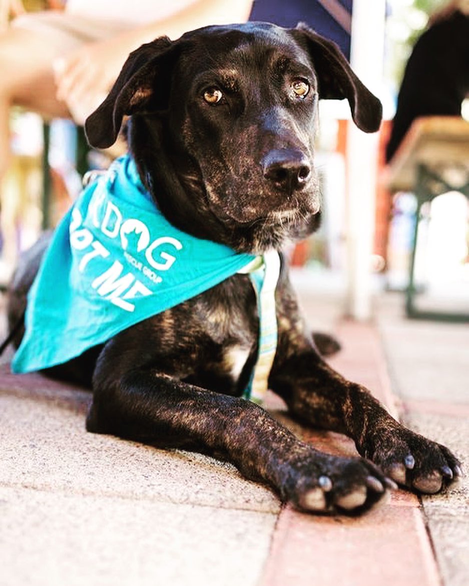 TLBDRescueGroup's tweet photo. Happy Fourth from TLBD and our adoptable pups! These pups are ready to accompany you in all your summer adventures ☀️ #AdoptDontShop https://t.co/zB0XSL9lwD