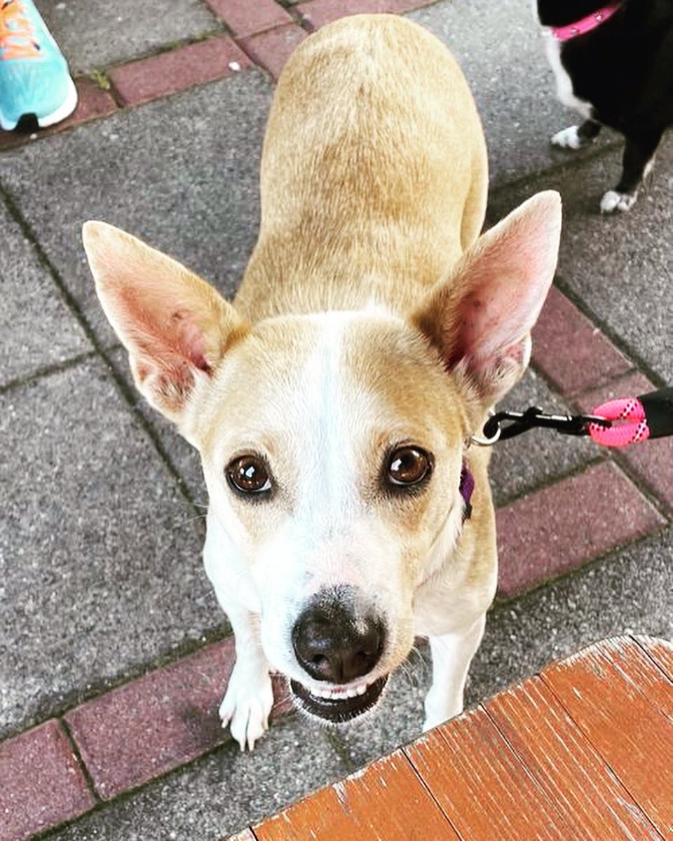 TLBDRescueGroup's tweet photo. Happy Fourth from TLBD and our adoptable pups! These pups are ready to accompany you in all your summer adventures ☀️ #AdoptDontShop https://t.co/zB0XSL9lwD