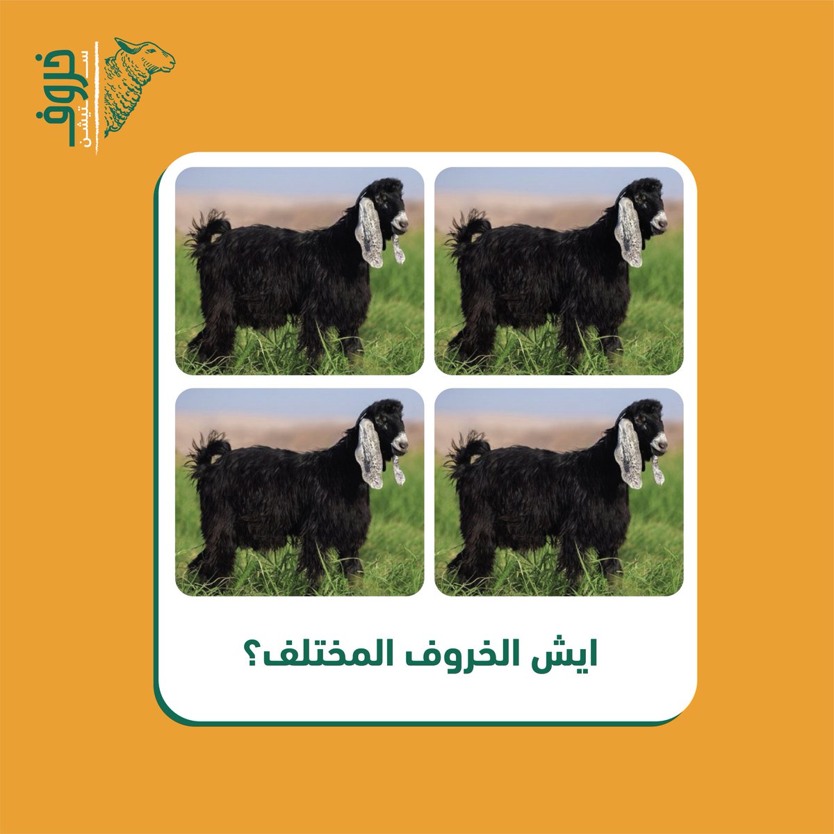 5arofstation's tweet photo. 😉خل نشوف شديدين الملاحظ�� بيجيبوها 
او لا
.
.
.
#الغاز #العاب #خروف #أضاحي #أضحيه  #أضحية_العيد #ذبح #الحج #ادخلوها_بسلام_آمنين https://t.co/R0ZxC3umoI