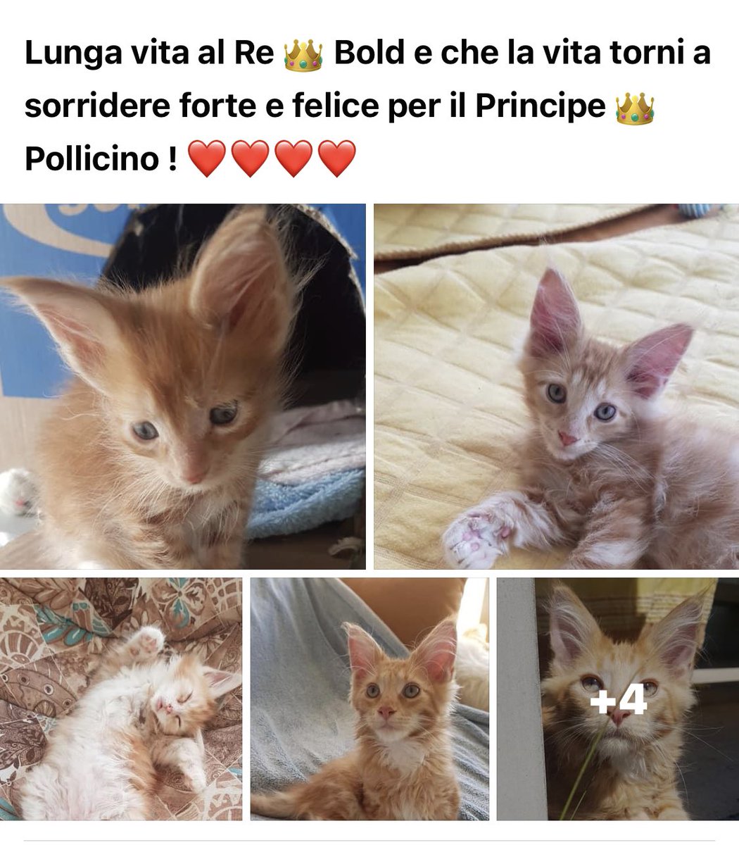 GuidettiOrlando's tweet photo. #Pollicino #amore #vita @ConniCostini @doluccia16 @vfeltri https://t.co/tVZum2macz