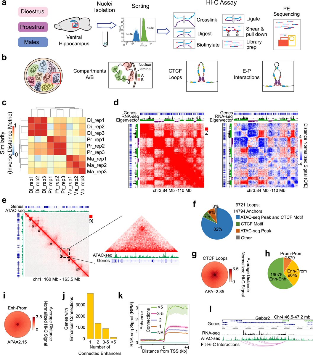 Nature Communications (@naturecomms) on Twitter photo Researchers <a href="/KundakovicLab/">Marija Kundakovic</a> @MjordanRowley <a href="/DrocksNeuro/">Devin Rocks</a> <a href="/FordhamNYC/">Fordham University</a> <a href="/UNMC_GCBA/">UNMC Dept of Genetics, Cell Biology & Anatomy</a> show 3D chromatin structure in the mouse brain differs between males and females, undergoing dynamic remodeling during female ovarian cycle. #3Dgenome #EstrousCycle #FemaleBrain
go.nature.com/3P4GaAL Researchers <a href="/KundakovicLab/">Marija Kundakovic</a> @MjordanRowley <a href="/DrocksNeuro/">Devin Rocks</a> <a href="/FordhamNYC/">Fordham University</a> <a href="/UNMC_GCBA/">UNMC Dept of Genetics, Cell Biology & Anatomy</a> show 3D chromatin structure in the mouse brain differs between males and females, undergoing dynamic remodeling during female ovarian cycle. #3Dgenome #EstrousCycle #FemaleBrain
go.nature.com/3P4GaAL