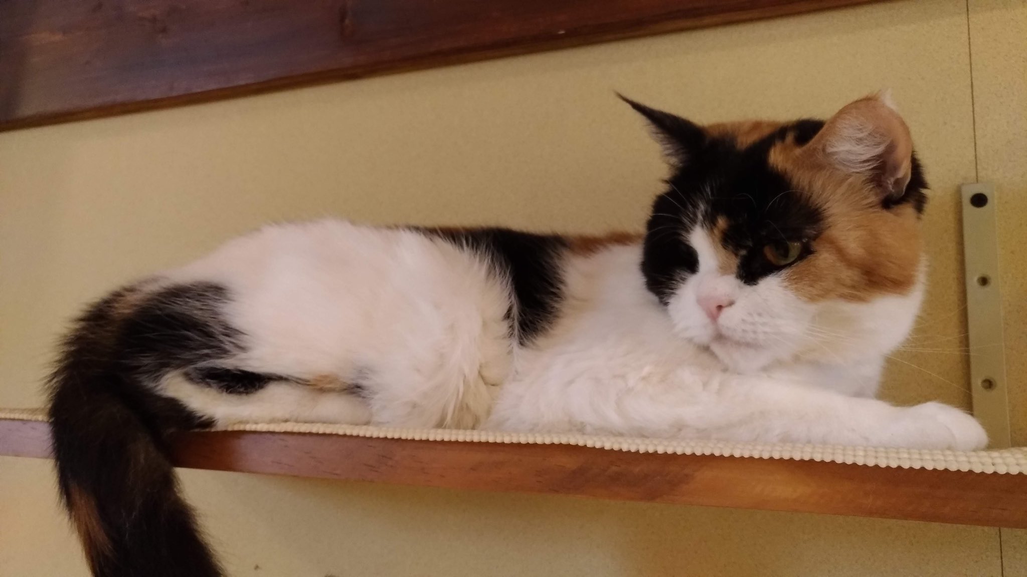 三毛猫茶屋 Twitter Search Twitter