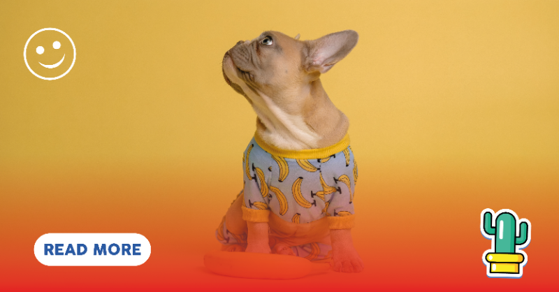 uffmag_'s tweet photo. #Unitedkingdom Taking care of our pets can be an arduous task. 🐶🐶🐶🐶 Don't worry, we have the perfect guide to help you take care of your pets! 🐱🐱🐱