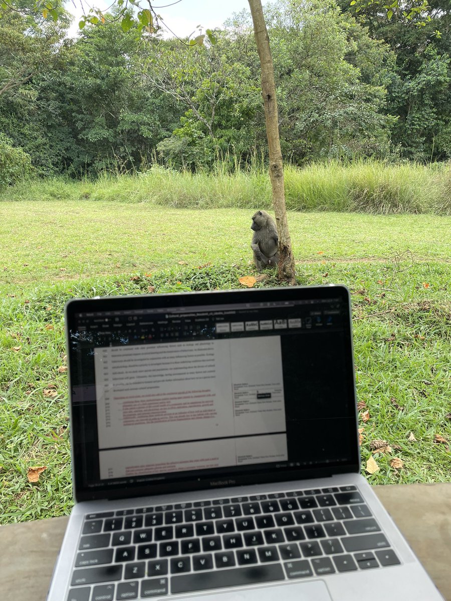 DrEBallare's tweet photo. My office view at @BugomaPrimates is much better than the one I have at home 🤗 But my assistant is really slacking off today #postdocchatter #fieldwork #primatology #Uganda https://t.co/pBochltdzn