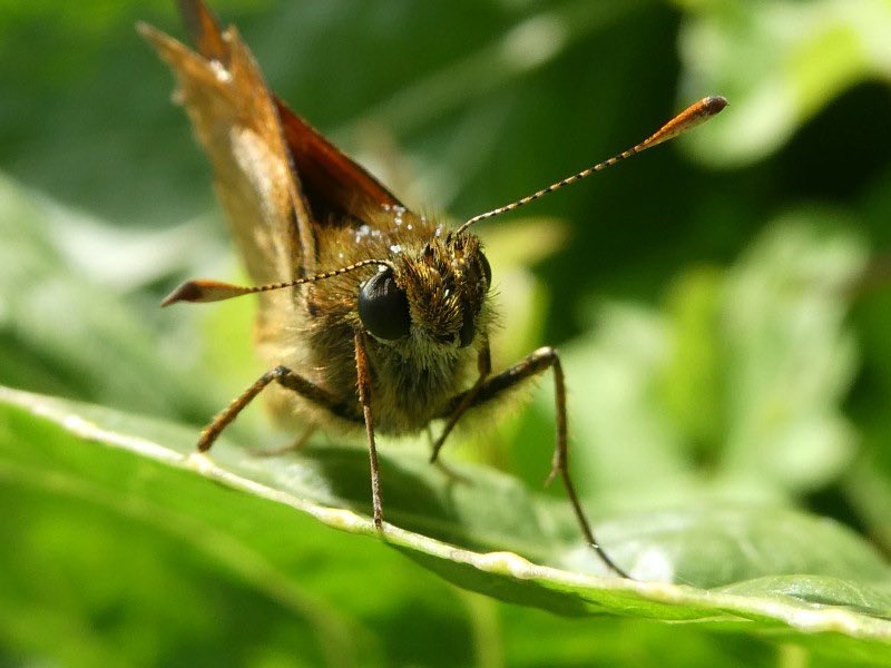 welshharpies's tweet photo. Welsh Harp Tree and Ecology Walk with @treeruss 🌳 
Come and learn to ID trees, bees, butterflies &amp; other wildlife! 🌴🐝🦋

Brent Reservoir/Neasden Recreation Ground at 2pm *SUNDAY 10th July* https://t.co/xpxbSRx7S0