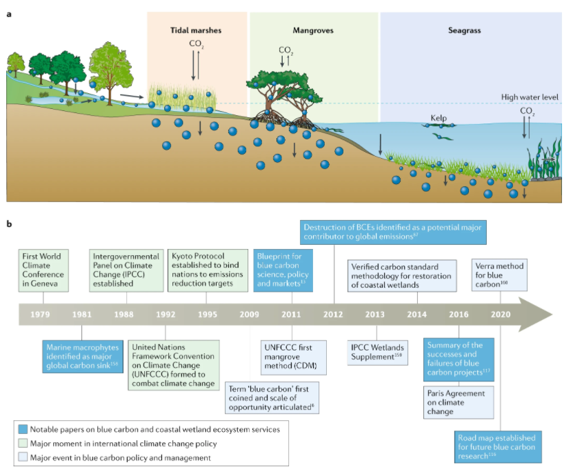 NatRevEarthEnv's tweet photo. One year on!

Blue carbon as a natural climate solution

Review by @PeterMacreadie @dpcmicheli @danfriess @jeffkelleway @CathLovelock @oserranogras @duarteoceans @BlueCarbonLab @DeakinCIE @DeakinSEBE @NUSCNCS @NUSgeog @UQ_CBCS @UQscience @KAUST_News
https://t.co/EGezMJ2HIL https://t.co/BHtfBwWYVI