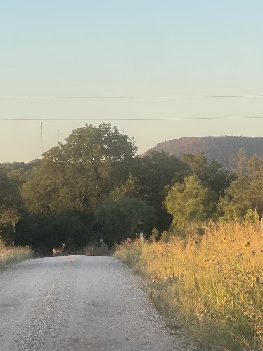 coveredmranch's tweet photo. 8 miles earlier &amp; stretching. You can see the deer standing in the road staring at me. If I don’t start out my day with physical activity I’m just not worth much. I bet it’s like those that need their coffee in the mornings #xoskinusa #xotoes #fitness #beeflovintexans #beefteam https://t.co/JfHji9aSa9