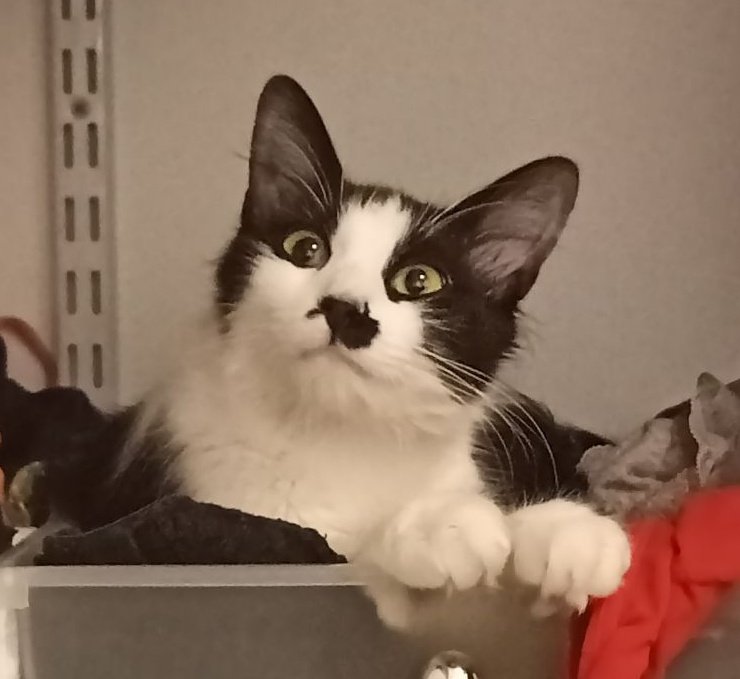 _Bonnie____'s tweet photo. @Maghla Kiki Helyos et Oscar hehe https://t.co/kKFYf4G6fp