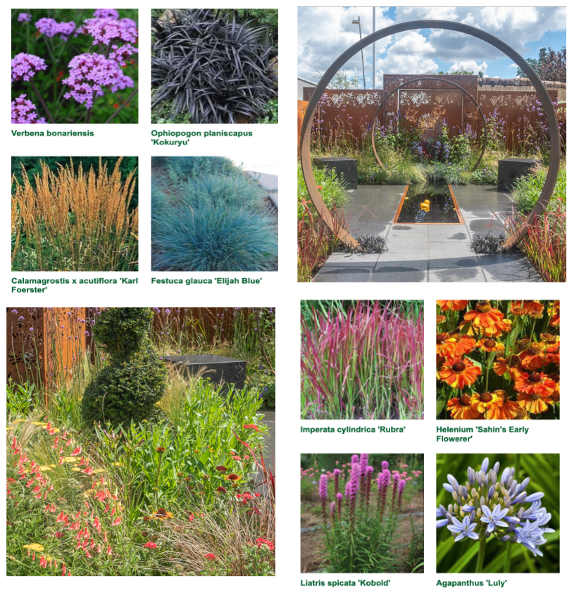 'The Sunburst Garden,' a vibrant garden by Charlie Bloom and Simon Webster.

Find the plant list here:

shootgardening.co.uk/article/show-g…

#RHS #rhshamptoncourt #CharlieBloom #SimonWebster <a href="/BloomsBlogs/">Charlie Bloom</a> <a href="/gardenhero/">Simon Webster</a>