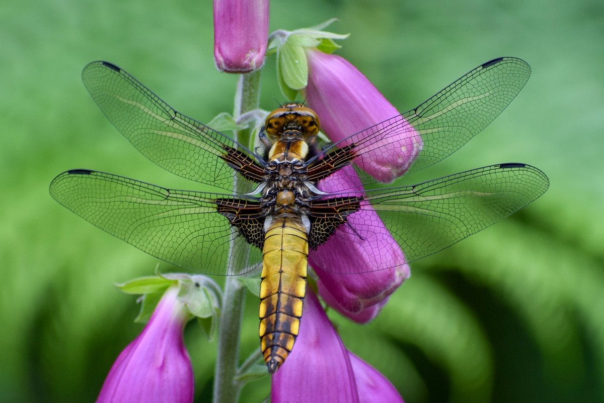 Tracking_Signs's tweet photo. Good morning⛅️

Something bright for a Monday morning. Hope you all have a great week ahead🤗💜🌍🕊️

#Dragonfly #BroadBodiedChaser #Female #Flower #Foxglove https://t.co/JvmCBveXEa