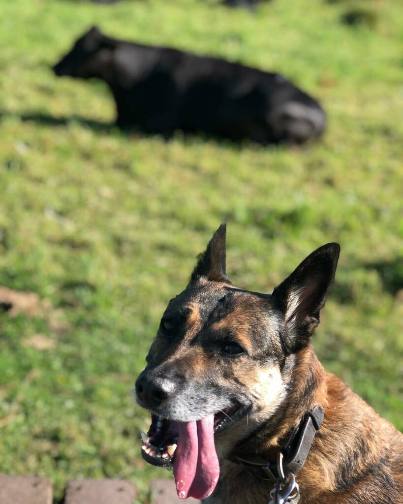 jobhopjulie's tweet photo. They’re not talking 😂
.
.
#cows #cow #summer #july #dogs #dogsofinstagram #rescuedog #rescuedogsofinstagram #rescuedogs #rescuedogsrock #rescuedogsrule #rescuedogsofinsta #norfolk #norwich #norfolklife #dogwalking https://t.co/bHlMAbfJiO https://t.co/DFiyqRfA1A