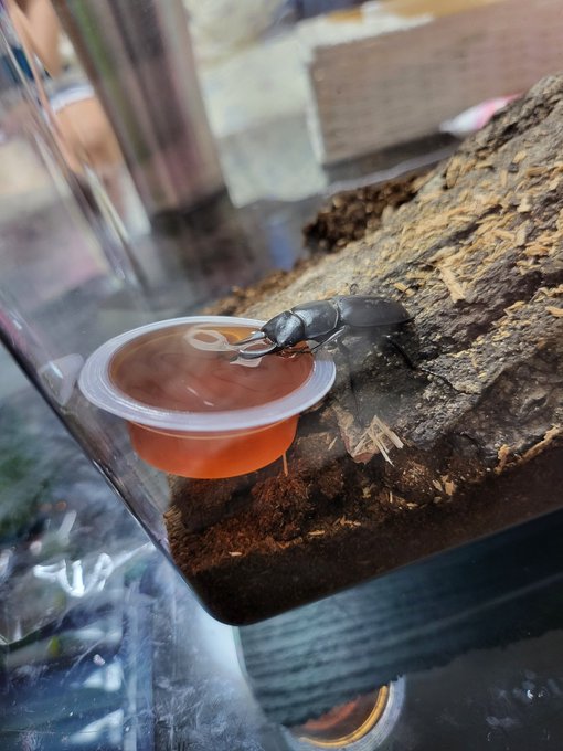 Twitterのコスプレ画像37