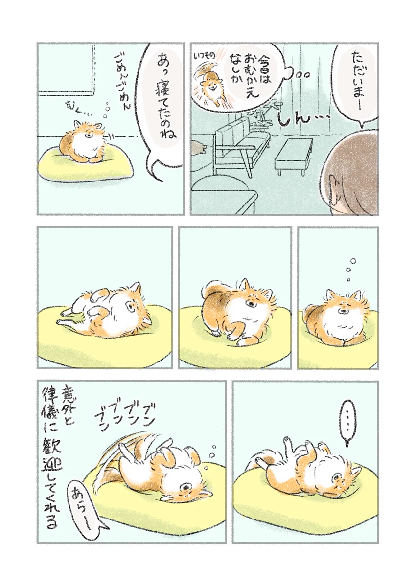 寝ていても飼い主の帰宅に気付くと･･･！可愛くて癒される愛犬のエピソード！