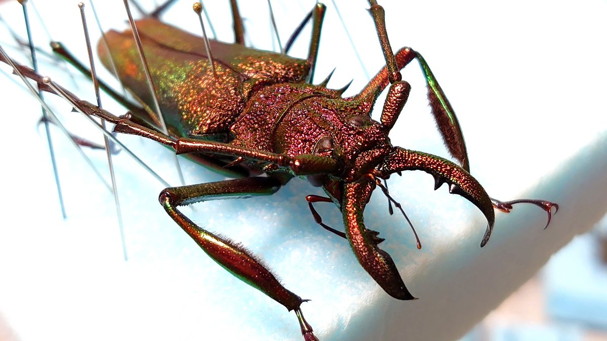 ブルーのキンオニノコギリカミキリ 美麗 珍色