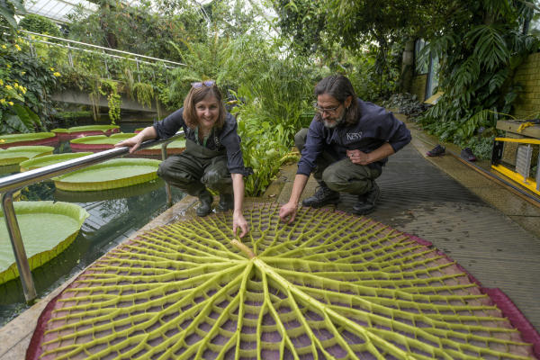 Botanical Art and Artists tweet media