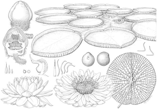 Botanical Art and Artists tweet media