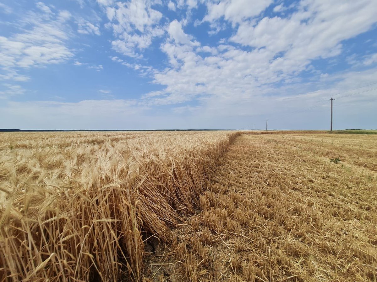 If we are not able to sell this and get it out of the country, we won't make money.

We won't be able to pay salaries. 
We won't be able to buy fuel.

We will be the bankruptcy of Ukrainian agriculture.

And, not to mention famine elsewhere in the world.