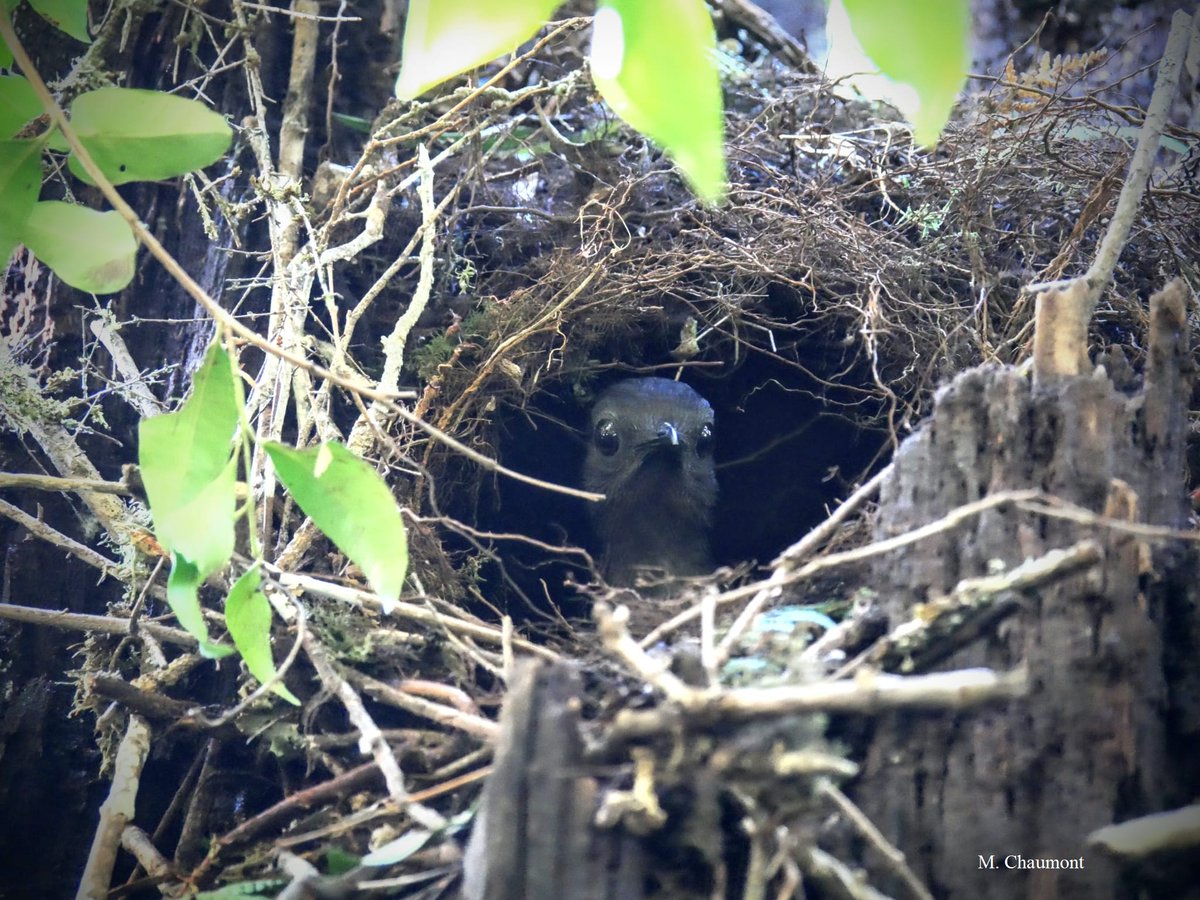 The #lyrebird breeding season is well and truly underway! This gorgeous female is nice and cosy in her nest, despite all the rain! #fieldwork #femalebirdsong #peekaboo