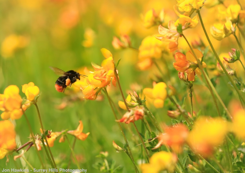 Did you know that common bird’s-foot-trefoil is actually a member of the pea family? 💚 wildlifetrusts.org/wildlife-explo…
