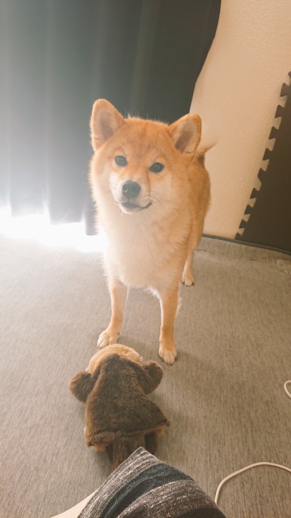 柴犬ぱる 柴犬のドヤ顔 柴犬 柴犬のいる暮らし 柴犬のいる生活 犬好きな人と繋がりたい ドヤ顔 T Co Pyevowec4s Twitter