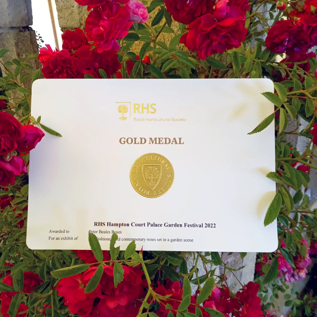 Peter Beales Roses (@peterbealesrose) on Twitter photo We are delighted to announce that we have been awarded a Gold Medal at #RHSHamptonCourt. We would like to say a big thank you to all the staff that has been involved in the show & to <a href="/RedwoodStone/">Tim Redwood</a> & <a href="/ClassicGardenE/">ClassicGardenElement</a> for their continued support.
#roses #rose #gold #RHSHampton We are delighted to announce that we have been awarded a Gold Medal at #RHSHamptonCourt. We would like to say a big thank you to all the staff that has been involved in the show & to <a href="/RedwoodStone/">Tim Redwood</a> & <a href="/ClassicGardenE/">ClassicGardenElement</a> for their continued support.
#roses #rose #gold #RHSHampton