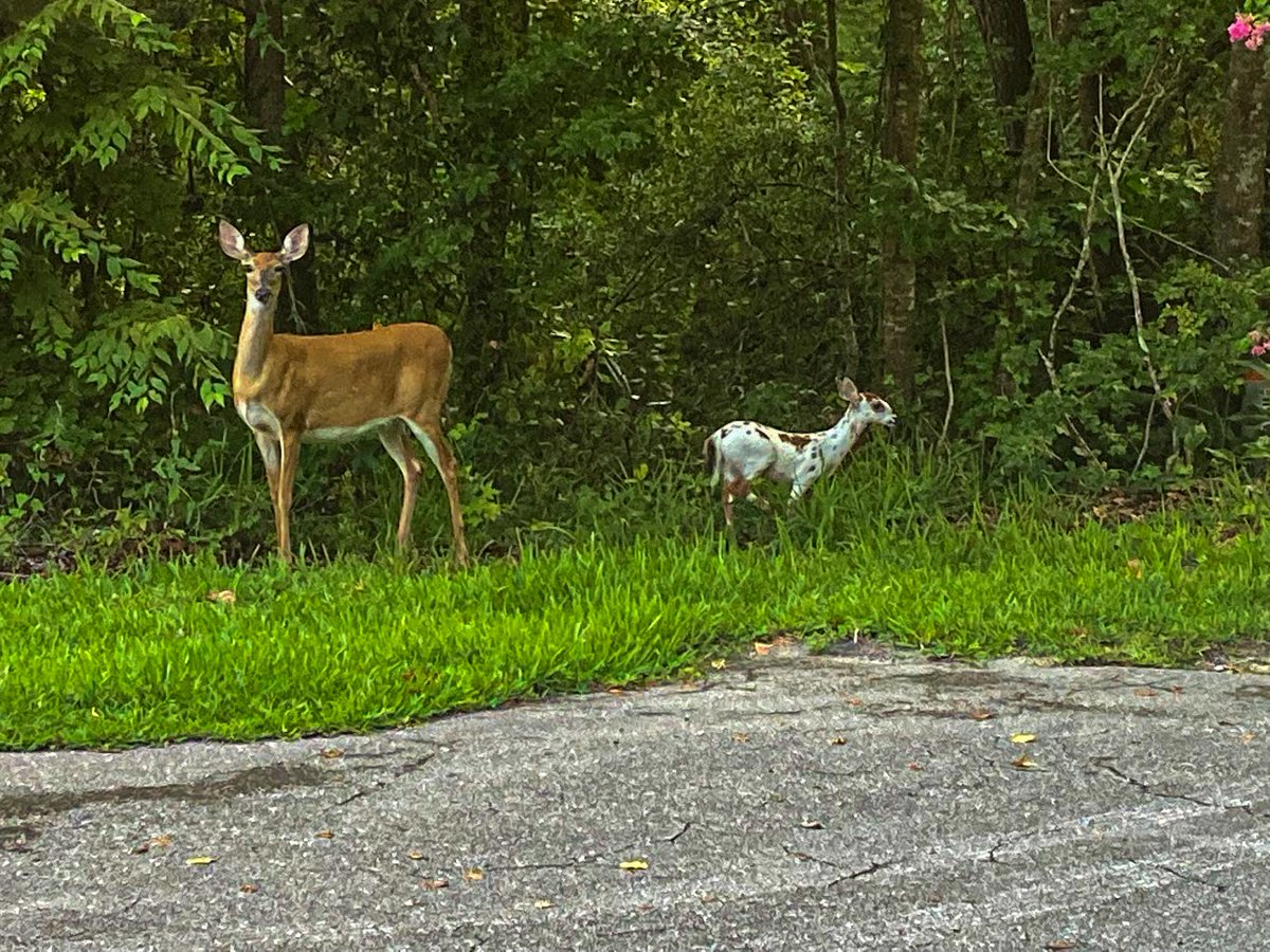 Very rare piebald fawn in my neighborhood