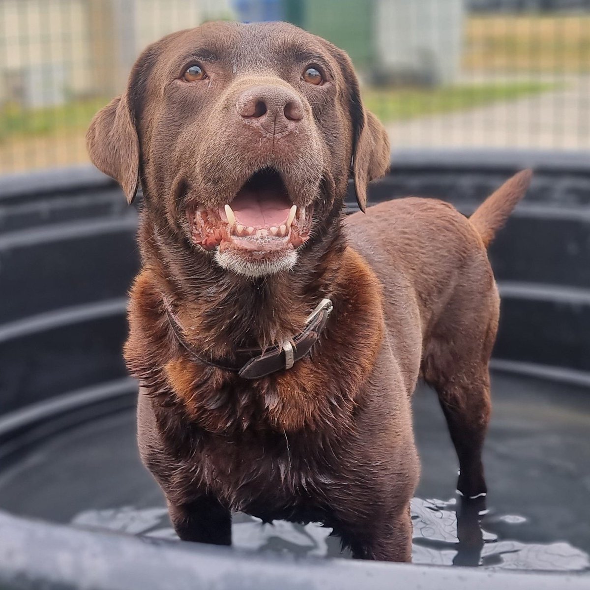 Body Detection Dog, Chino, keeping cool in Northern France 🫧

#snifferdogs #detectiondogs #wagtailuk #dogswithjobs