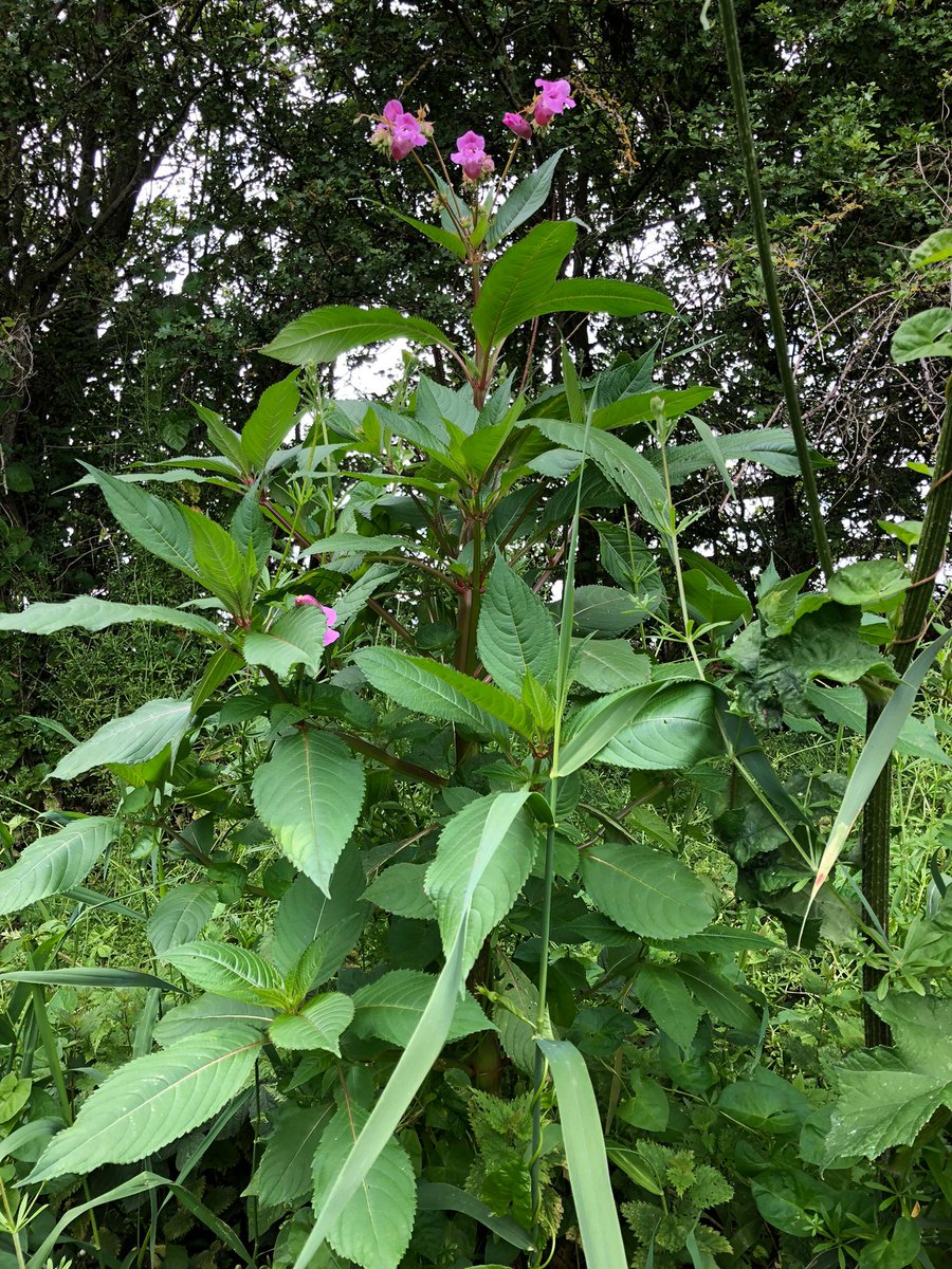 Trent Rivers Trust tweet media