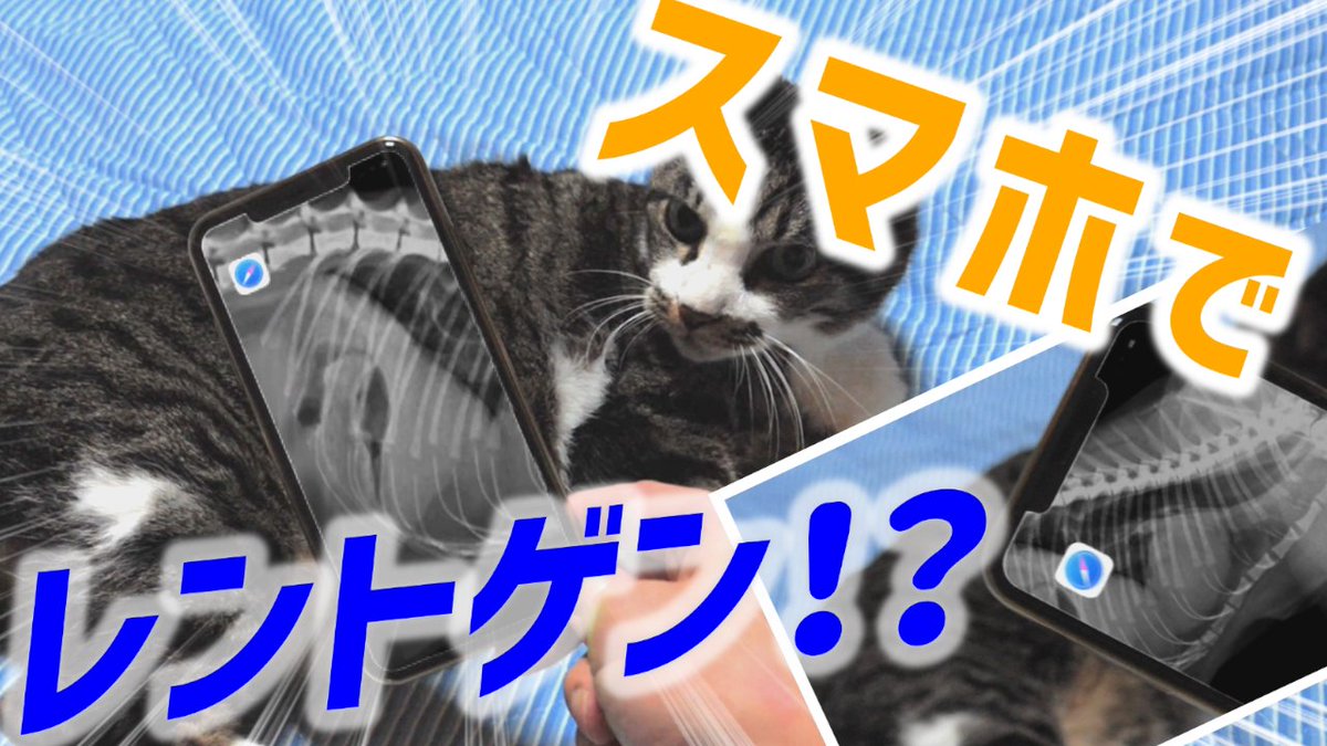setaria5cat's tweet photo. スマホのレントゲン機能！？
https://t.co/GLdOFYR17t

#猫 #ペット #クロマキー合成 #多頭飼い #保護猫 #cat #こねじゃらし https://t.co/nqGgHgXWGk