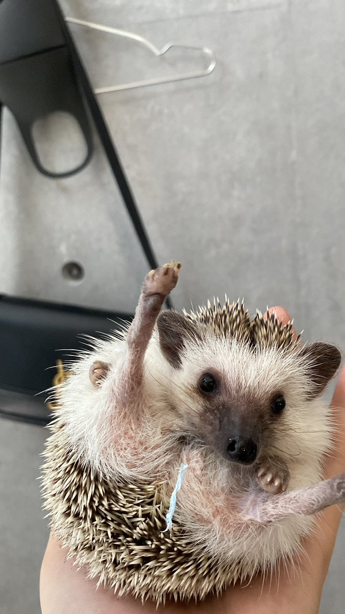 spl_zzem's tweet photo. かわいい…🦔 https://t.co/4O9lI0e5Dv