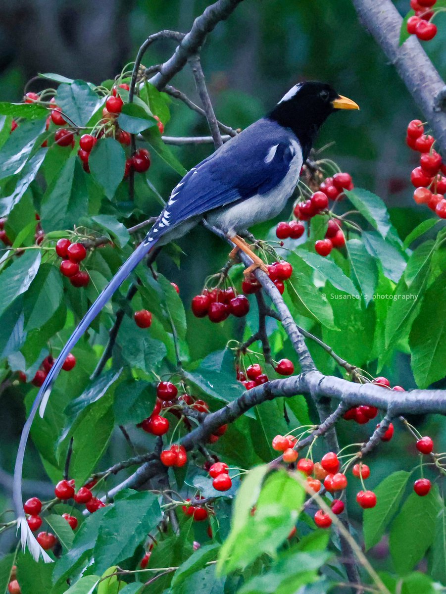 Yellow-billed Blue Magpie 
Manali, Himachal Pradesh 
Canon EOS R5 

#IndiAves #birdphotography #BirdsSeenIn2022 <a href="/birdsofhimalaya/">Himalayan Feathers</a> <a href="/OrnithophileI/">Birds of India Rocky Singh</a>