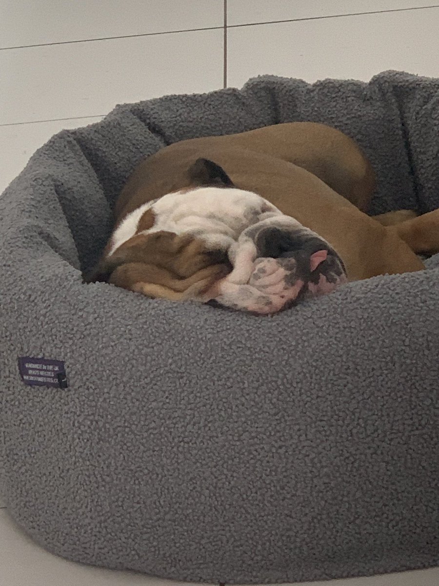 CharlietheBull2's tweet photo. It’s a hard life, snoozing the morning away https://t.co/i1o9U2cI3h