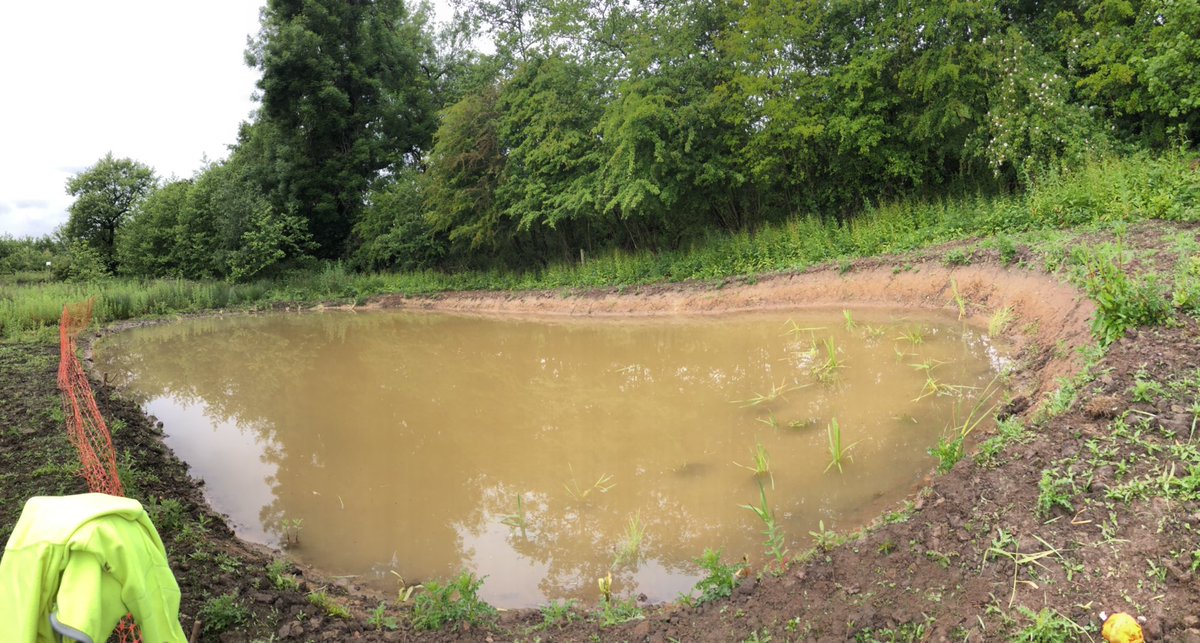 ContractEcology's tweet photo. One of seven new ponds we created for housing developer client. Dug, seeded and planted. Ready for amphibians and inverts. Already seeing lots of dragonflies around them 💚 https://t.co/W00aDBsHlo