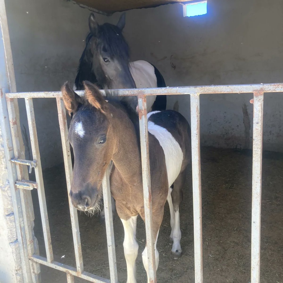 DortnalVet's tweet photo. 2021 yılında dondurulmuş sperma ile tohumlanan #fresian kısraklar bu yıl sağlıklı bir şekilde taylarını doğurdular.#goliath https://t.co/PFklW911eA