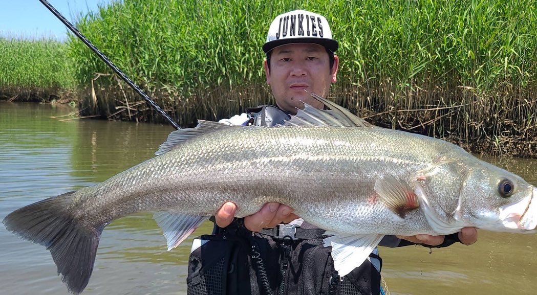 XvgmrgO3's tweet photo. 灼熱のデイゲーム😁💦
ライキリ70ブレードのリフト&フォールがハマりコンディションのいい魚を捕る事ができました😁
#シーバス
#宮城シーバス
#追波川
#旧北上川
#SHIMANO
#STELLA4000MHG
#EXSENCEGENOS
#RBB
#ima
#RAIKIRI70BLADE
#oceanfightclubfishingjunkies https://t.co/toXsc0UBz9