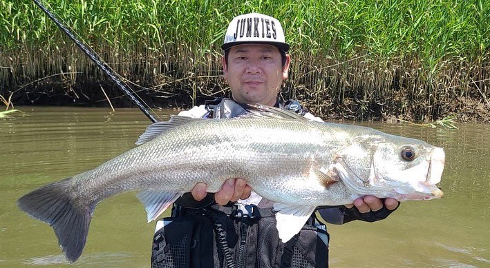 XvgmrgO3's tweet photo. 灼熱のデイゲーム😁💦
ライキリ70ブレードのリフト&フォールがハマりコンディションのいい魚を捕る事ができました😁
#シーバス
#宮城シーバス
#追波川
#旧北上川
#SHIMANO
#STELLA4000MHG
#EXSENCEGENOS
#RBB
#ima
#RAIKIRI70BLADE
#oceanfightclubfishingjunkies https://t.co/toXsc0UBz9