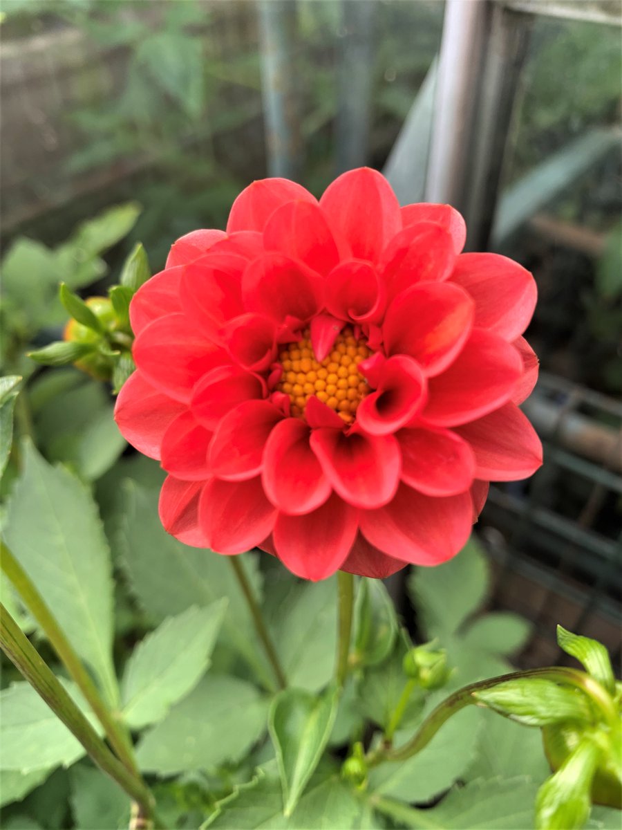 We should be getting some locally grown dahlias this week that could brighten up your garden or patio.