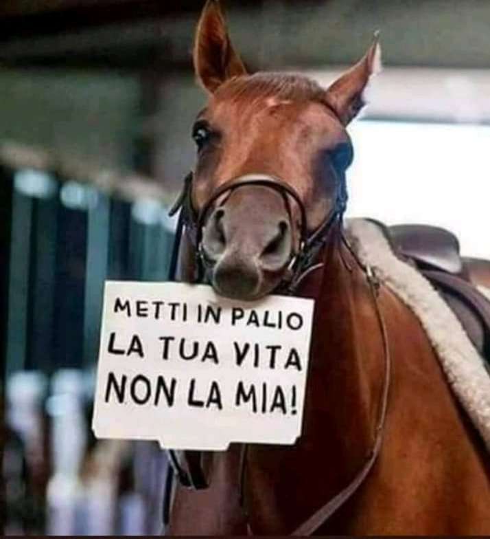 AngeloCriscio's tweet photo. Basta con il Palio, gli #Animali non si divertono, soffrono e spesso  cadono e si fanno male.
#amiciaquattrozampe https://t.co/fOG9yPfG4r