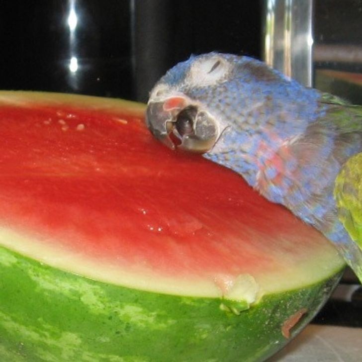 palmarlogistica's tweet photo. 🥹 Arrancando la semana 💚✌️😂
 #moods #Lunes #cute #birds https://t.co/mLEEfXHH3w