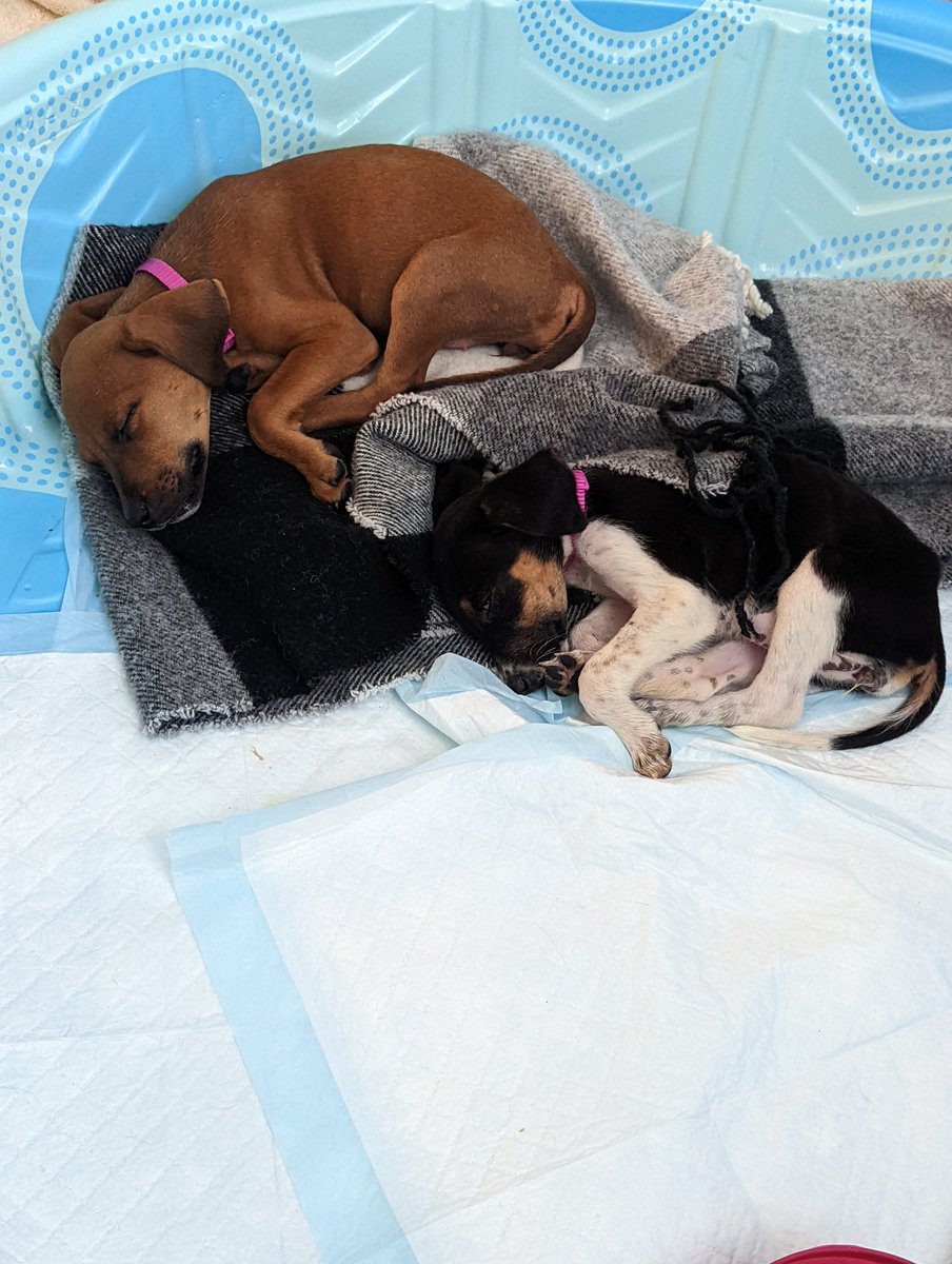Ironically fostering puppies during the loudest weekend of the year. 💓🐶