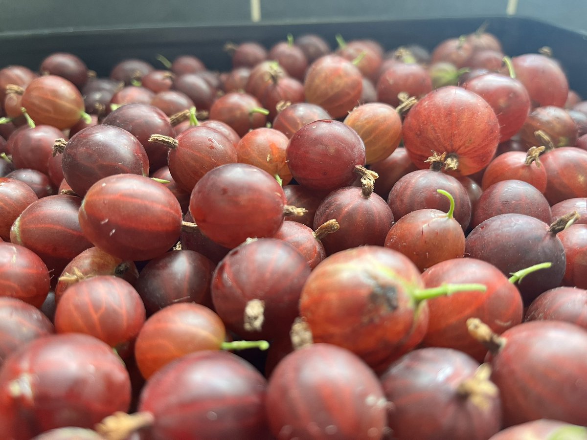 Got a few gooseberries yesterday! About the same still to pick plus the green ones. Jam anyone? #gardeningwithjason #gooseberries #growingfruit #allotmentlife