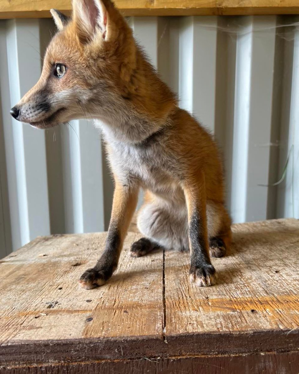 ScreechOwlSanct's tweet photo. - New arrival -
This 3 month old fox cub is our latest arrival at the sanctuary. Her name is Teddy. If you head down to the Sanctuary you may have chance to meet her as part of the British Wildlife Talk. 🦊 #foxes #britishwildlife https://t.co/Cup9CePZnX
