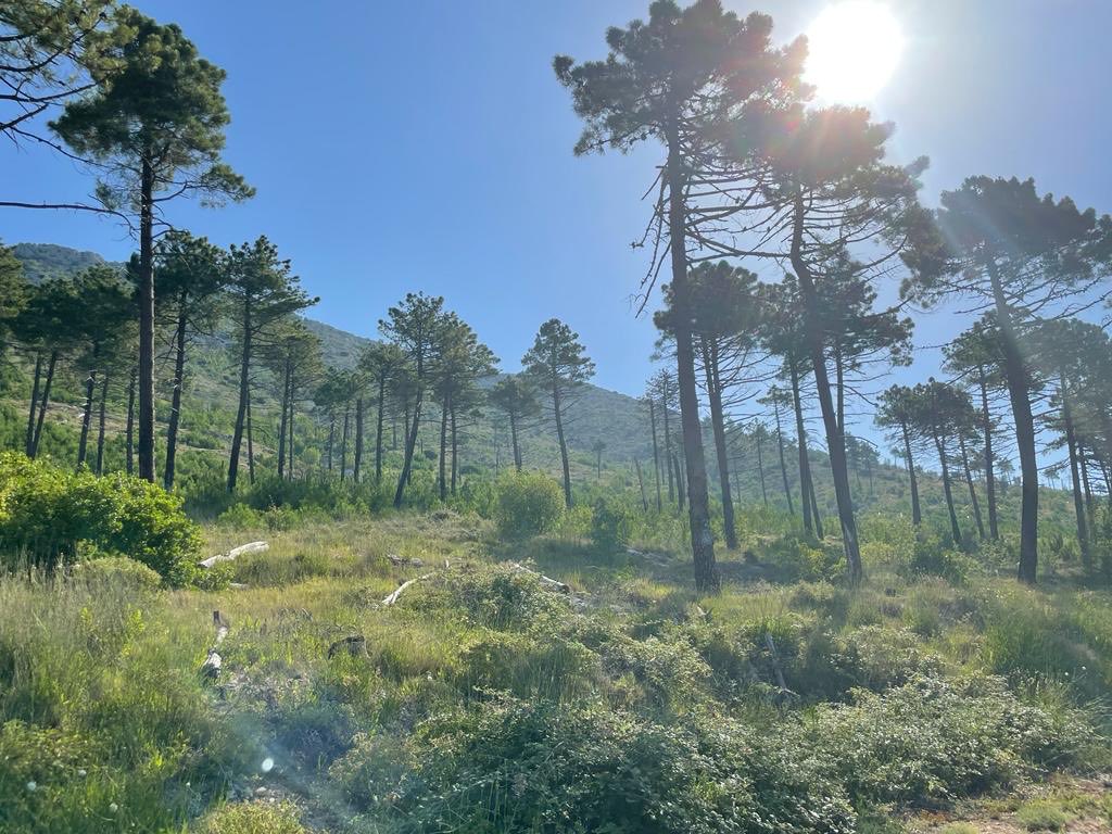 lifesystemic (@lifesystemic) on Twitter photo Pinus pinaster, Pelješac, Croatia <a href="/LIFEprogramme/">LIFE Programme</a> . If the heat bothers you, plant the right, genetically diverse species. #forest #genetics #diversity #heat Pinus pinaster, Pelješac, Croatia <a href="/LIFEprogramme/">LIFE Programme</a> . If the heat bothers you, plant the right, genetically diverse species. #forest #genetics #diversity #heat