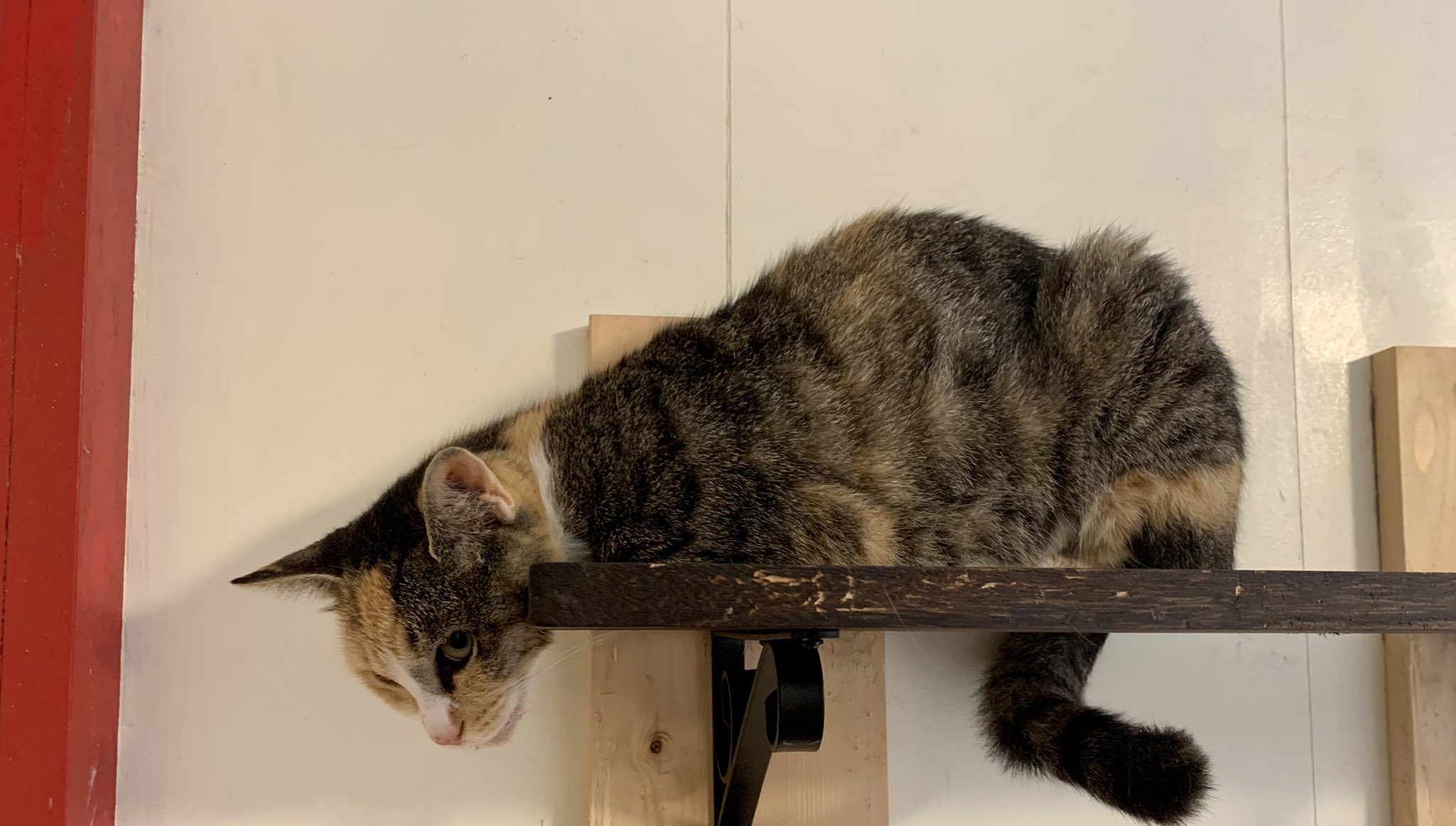 保護猫カフェ猫婆 Twitter Search Twitter